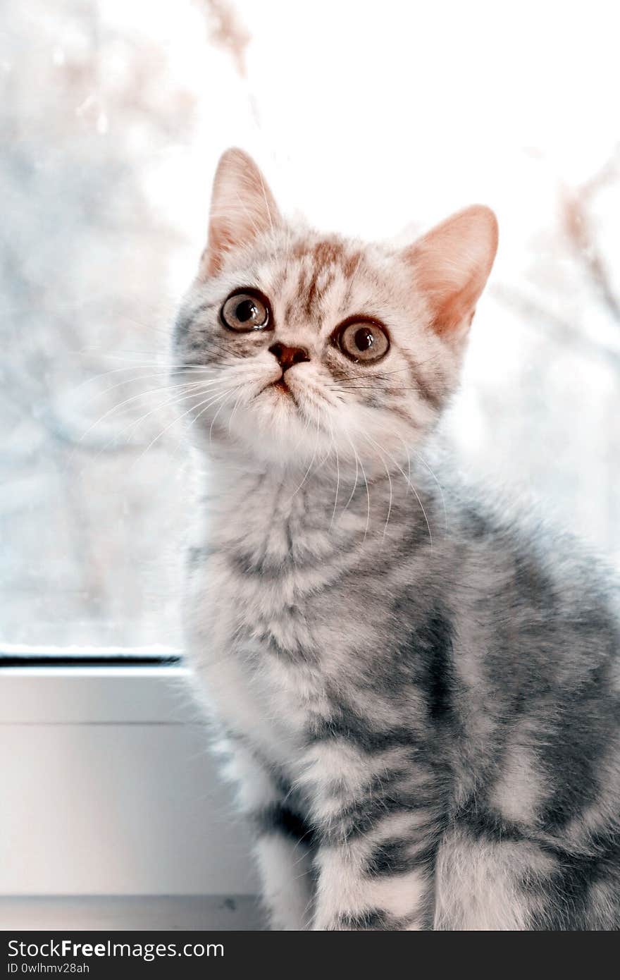 A small kitten of British breed sits on a white windowsill