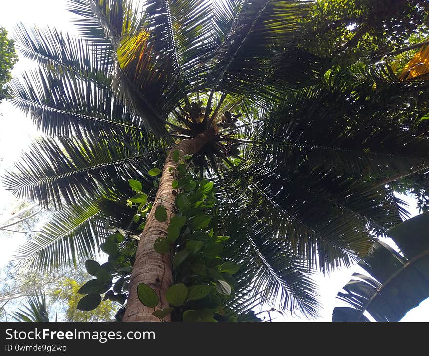 A Coconut Tree. Peppermint. In Sri Lanka.