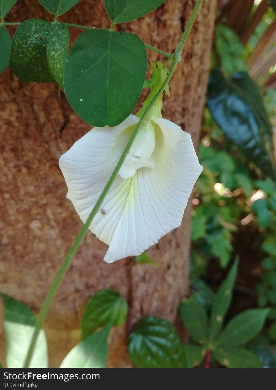 A white-colored stamen. Suitable for a background. In Sri Lanka.  