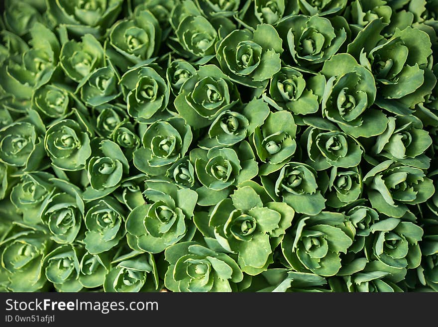 Succulent echeveria with dying petals on edges. Echeveria is a large genus of flowering plants native to semi-desert areas of