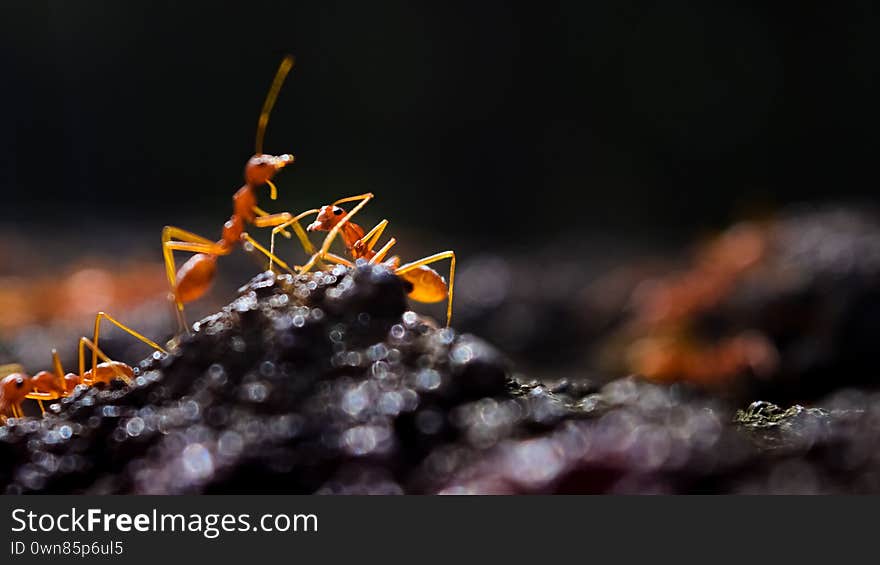 Ant macro photography back yard