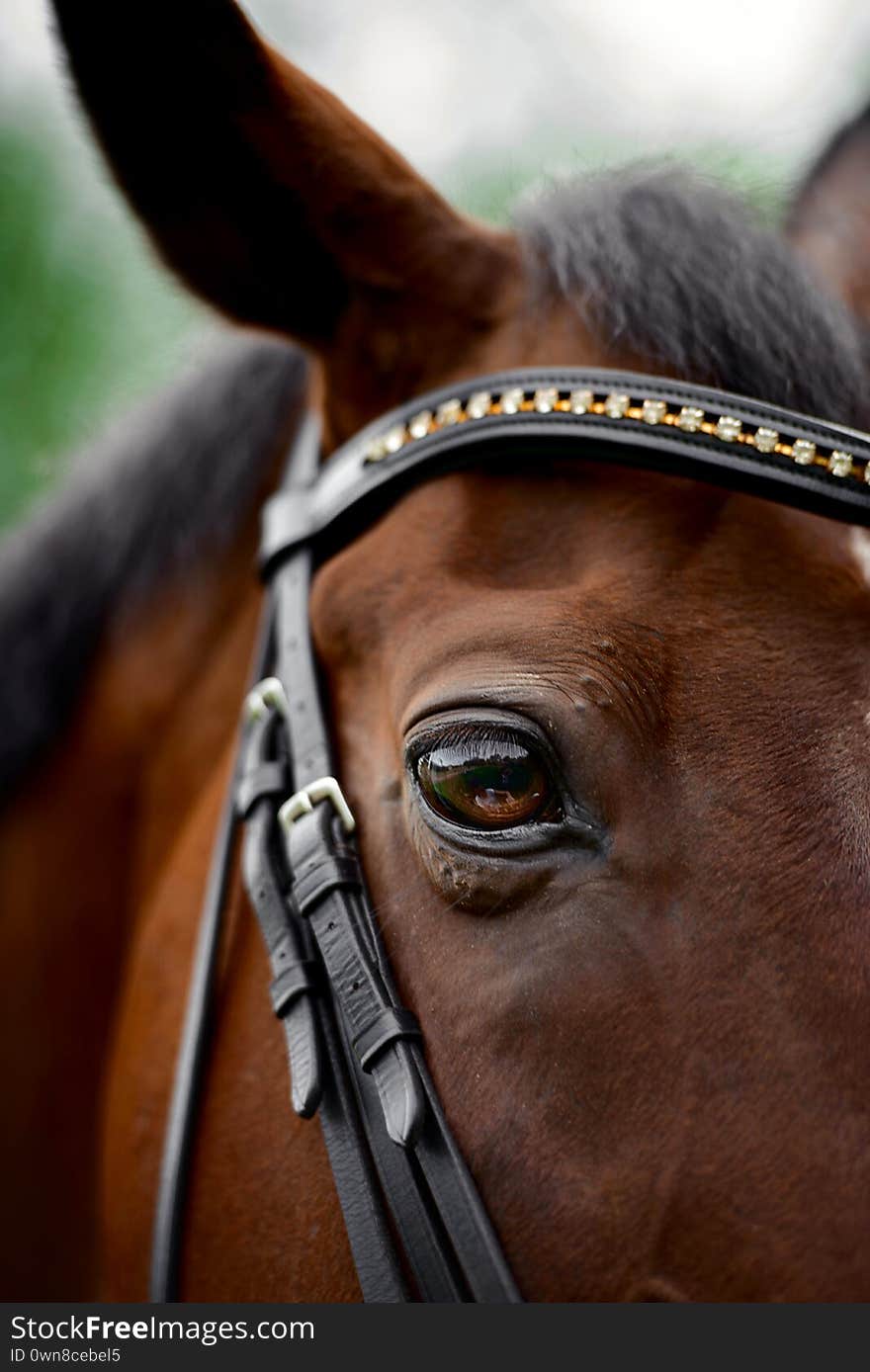 Horse`s eye. Horse`s head in the bridle close-up