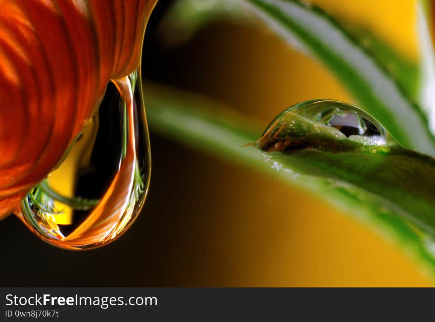 Water drops on the petals and leaves of the colorful flowers macro large closeup