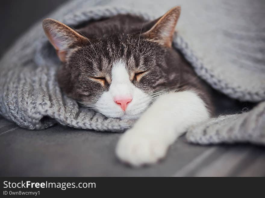 A gray tabby house cat is fast asleep, covered with a gray knitted blanket. Comfort and peace