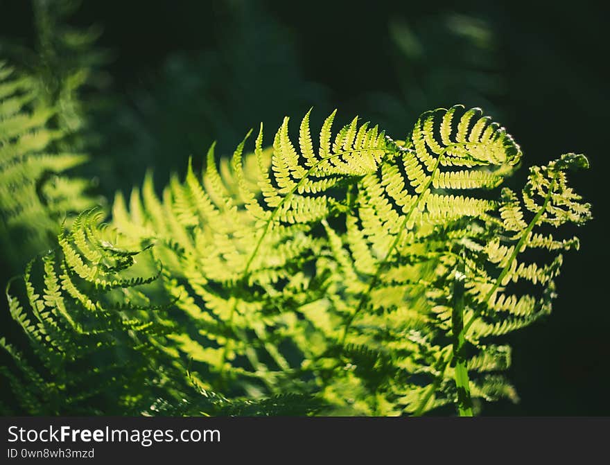 Green fern leaves grow in the dark forest, illuminated by rays of sunlight