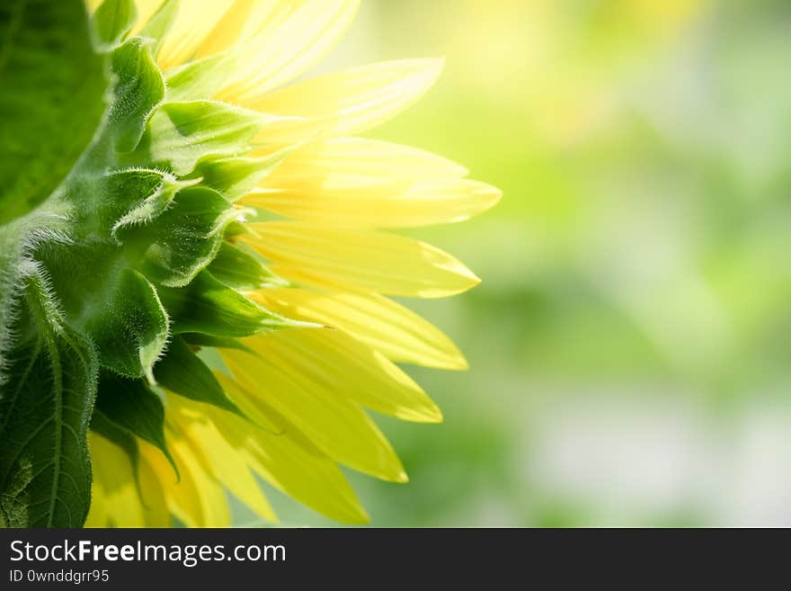 Amazing nature view of yello leaf on blurred greenery background in garden and sunlight with copy space using as background natural green plants landscape, ecology, fresh wallpaper concept.