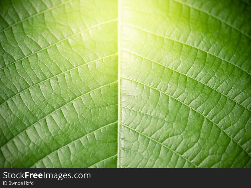 Amazing nature view of green leaf on blurred greenery background in garden and sunlight with copy space using as background natural green plants landscape, ecology, fresh wallpaper concept.