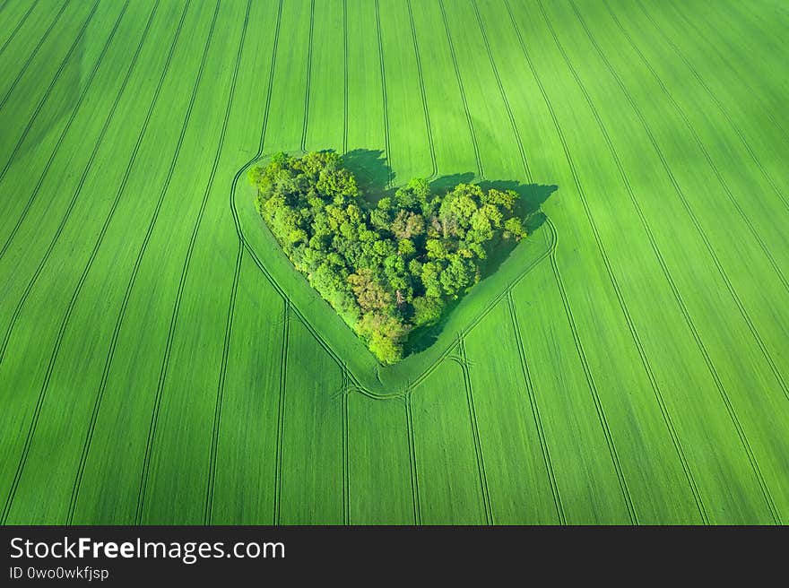 Aerial view of heart-shaped small forest surrounded by wheat field in Poland