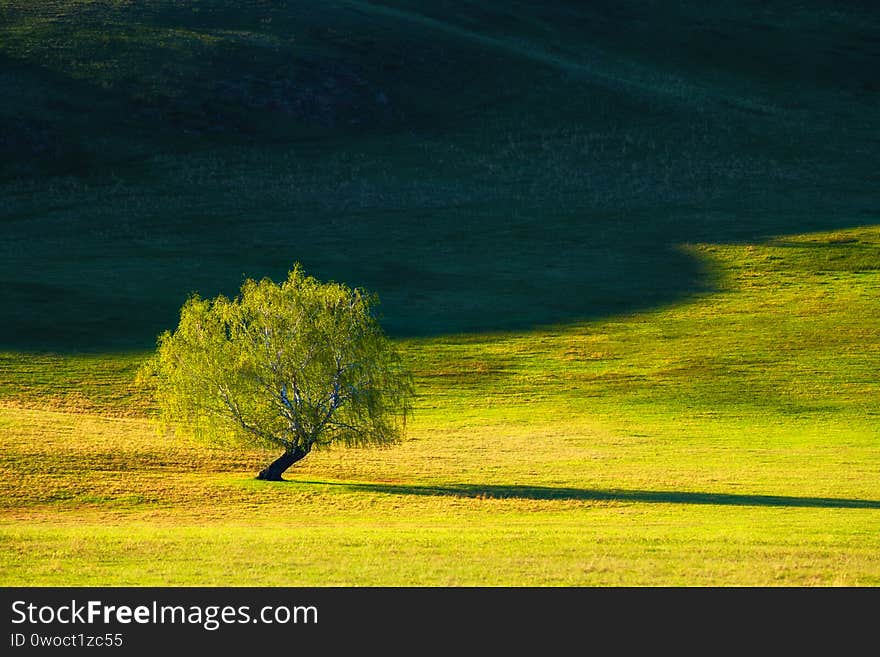 Green tree on the hills with fresh green grass. Beautiful summer nature background