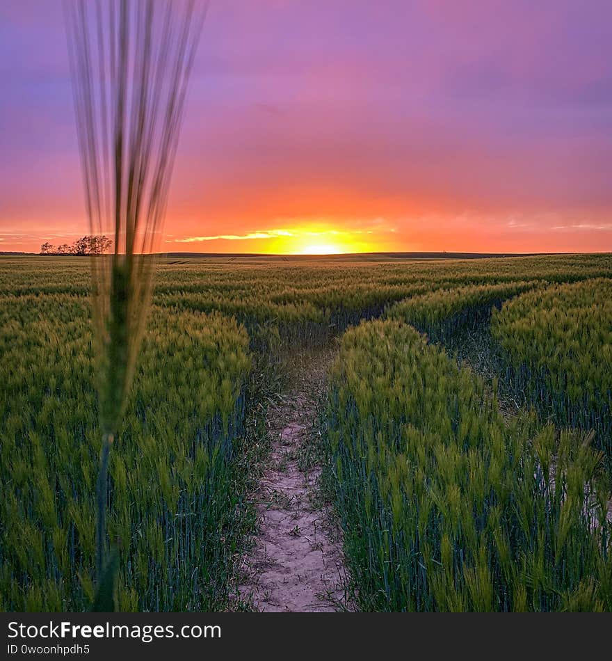 Above a cornfield the sun sets with a purple sky