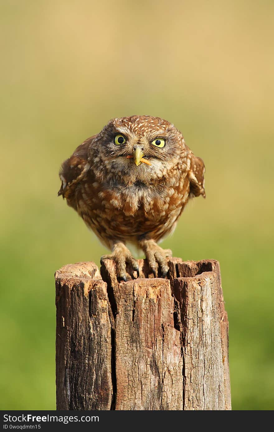 The little owl Athene noctua sitting on the dry stake with green background with the worm in the beak.Portrait of a little owl with yellow eyes staring at the lens.