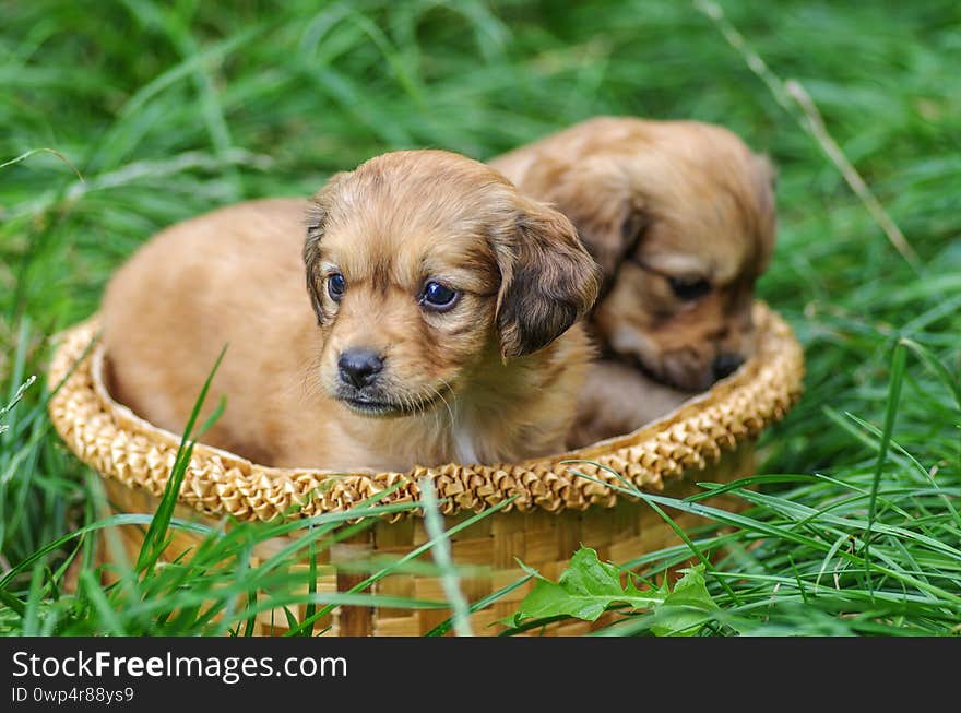 A little red-haired puppies and wicker box