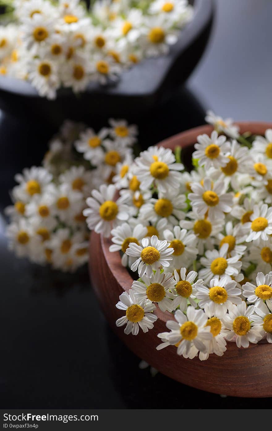 Daisy flowers in the photo studio