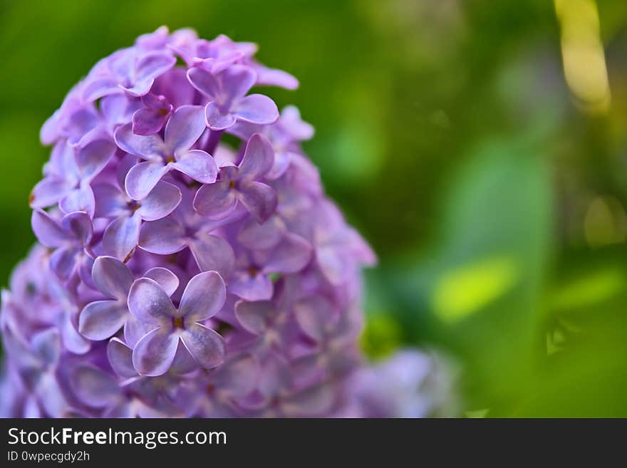 Close up beautiful lilac flowers blur background