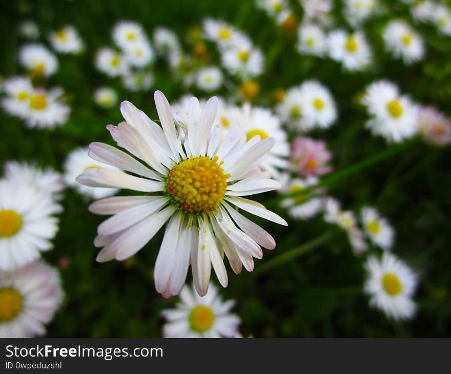 Bright attractive blooming Common Daisy blossom flowers in a garden in spring May 2020.