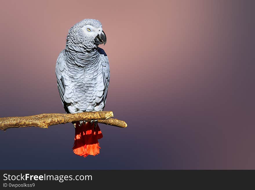 Congo African Grey parrot portrait isolated and perched with a blurred background. Psittacus erithacus