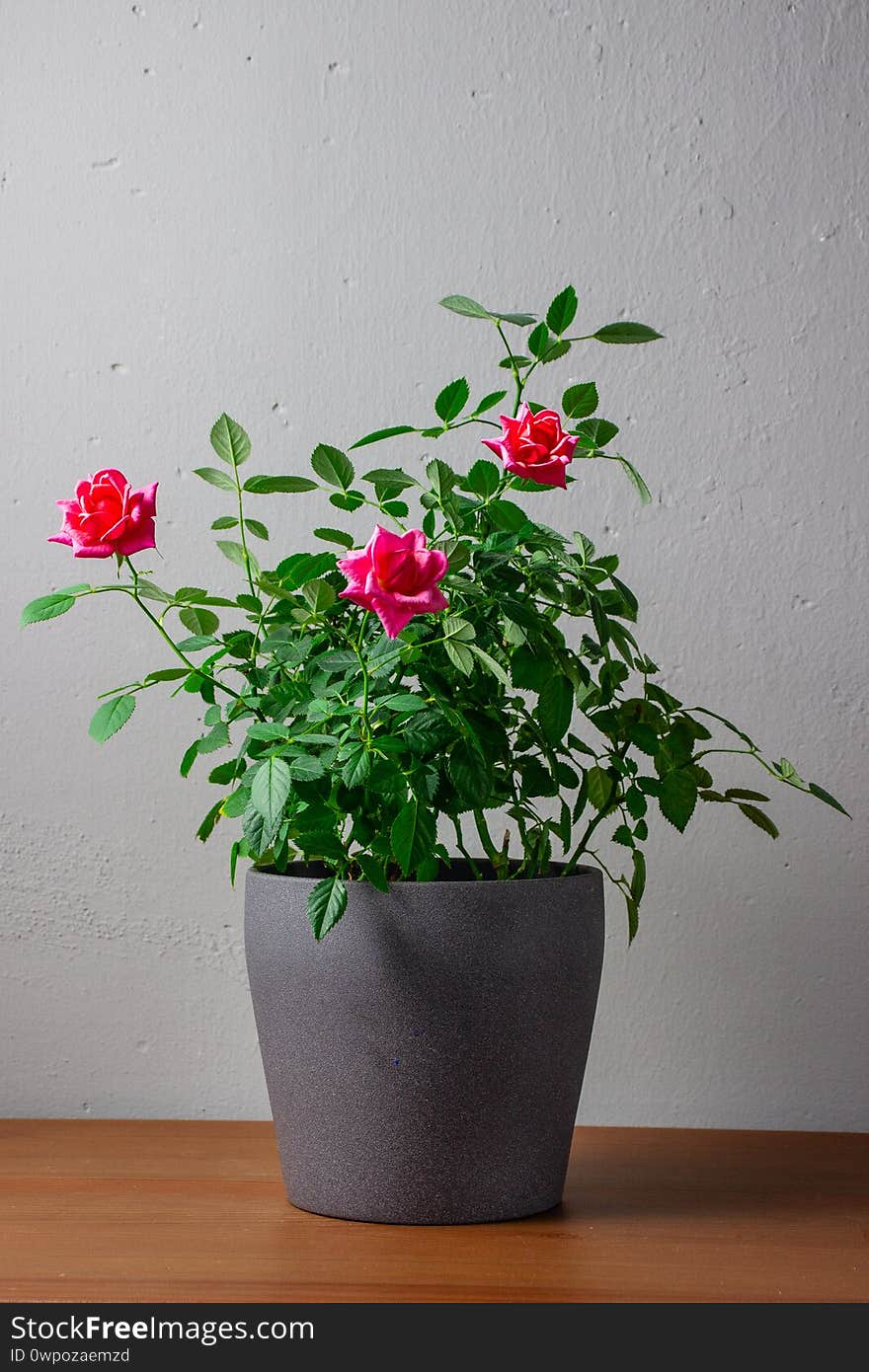 Rose bush in a pot. Pot of roses on a wooden shelf on a background of gray concrete wall. Rose bush in a pot. Pot of roses on a wooden shelf on a background of gray concrete wall