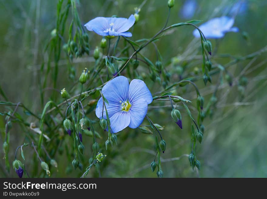 Beautiful blue flax flowers blossoming outdoors. Selective focus, close up. Agriculture, flax cultivation. Linum flowers