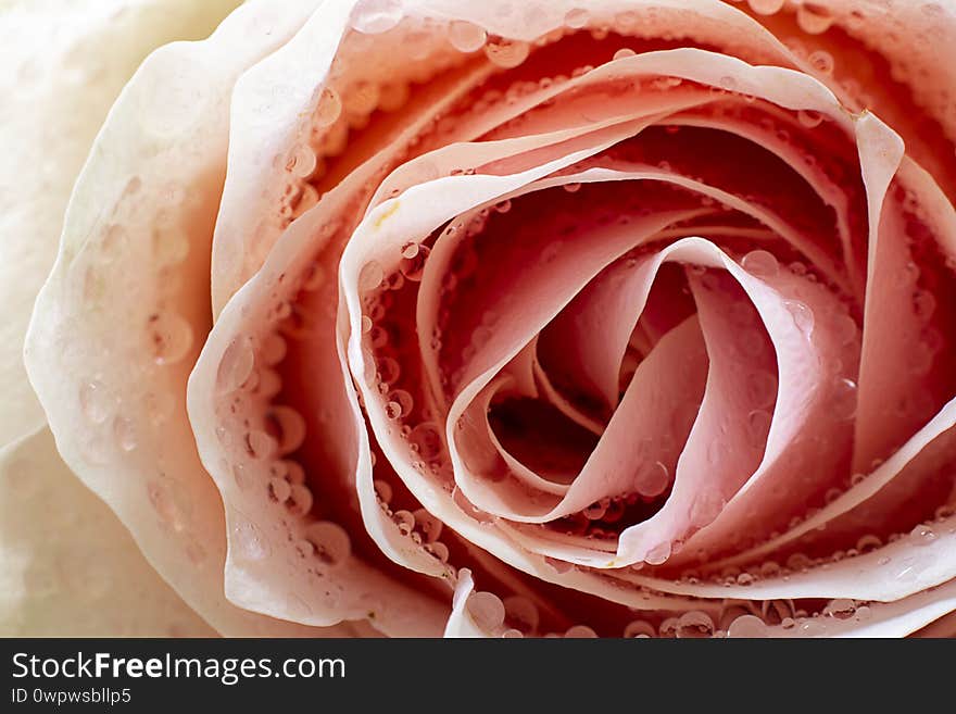 Close up of fresh powder nuance rose petals with water drops, Horizontal shot with golden helix composition rule. Macro picture for postcard, wallpaper. Gift, surprise, hobby, garden. Beautiful flower. Close up of fresh powder nuance rose petals with water drops, Horizontal shot with golden helix composition rule. Macro picture for postcard, wallpaper. Gift, surprise, hobby, garden. Beautiful flower.