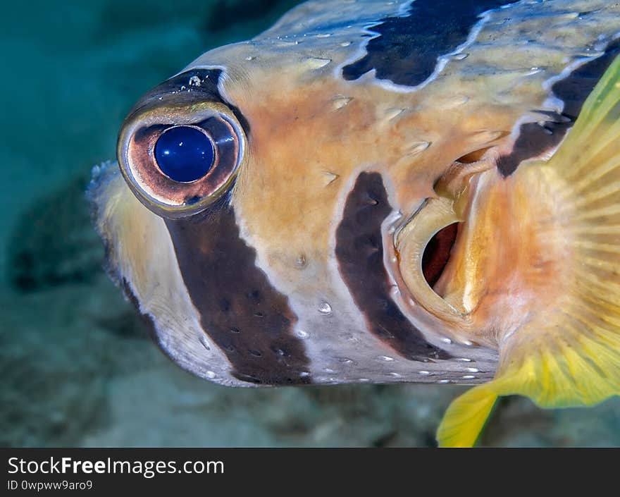 Fish-hedgehog Closeup Looks Directly Into The Camera Lens