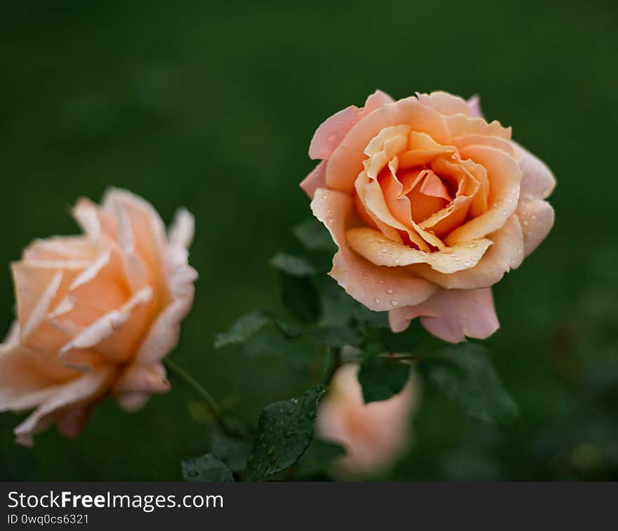 many blooming yellow and pink bushes of a rose in the summer afternoon in the garden