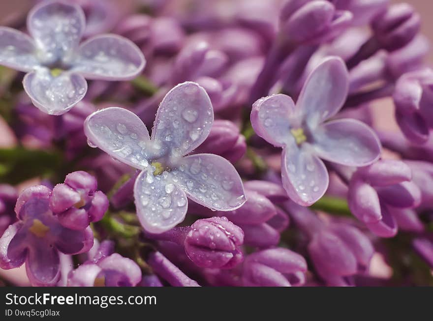 Beautiful blue lilac with rain drops for background. Beautiful blue lilac with rain drops for background