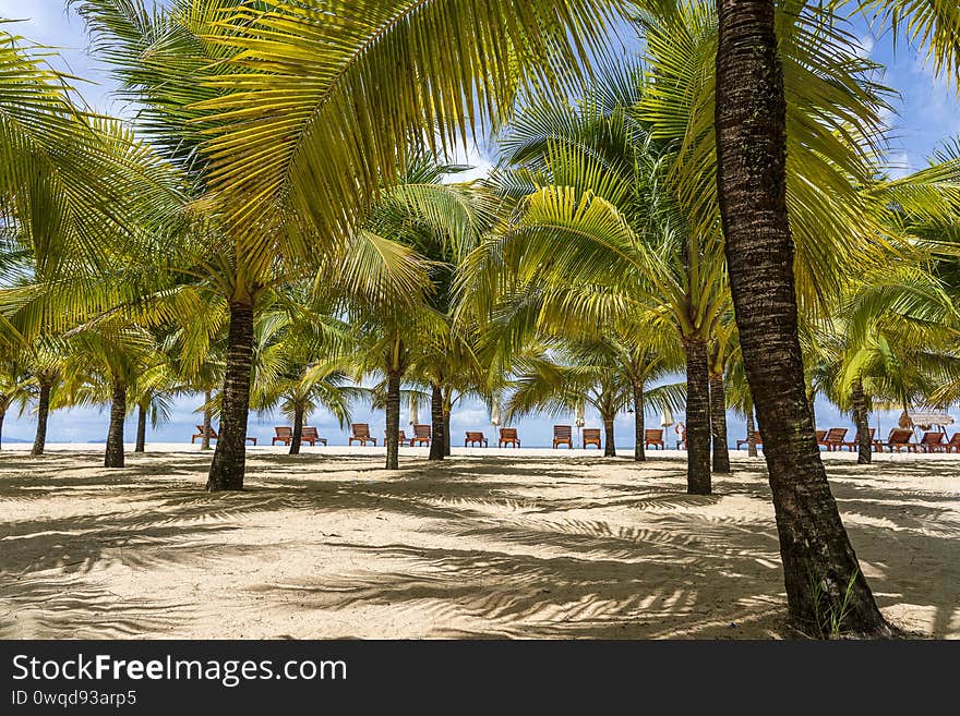 Coconut palm trees on white sandy beach near South China Sea on island of Phu Quoc, Vietnam. Travel and nature concept