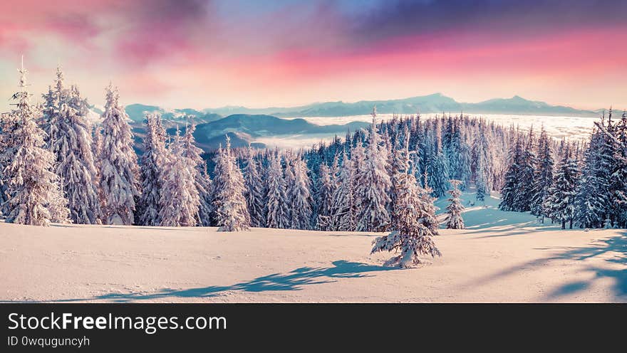 Unbelievable winter sunrise in Carpathian mountains with snow covered fir trees. Colorful outdoor scene, Happy New Year