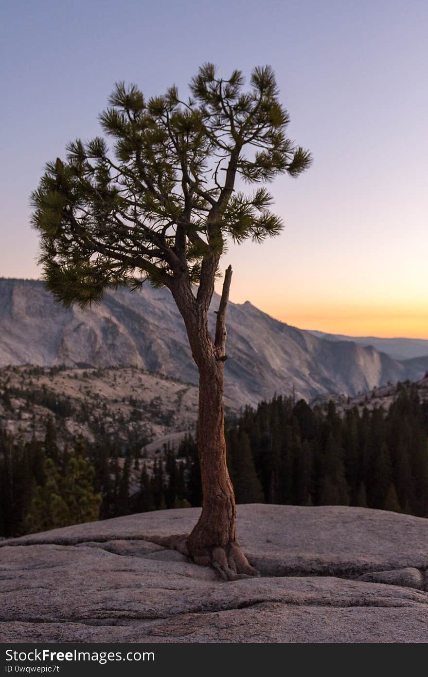 A tree growing from the rock at Olmsted Viewpoint in Yosemite National Park