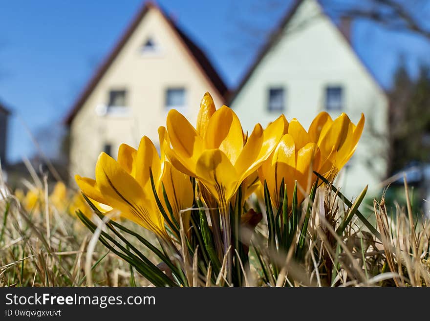 Yellow blossoms of crocuses on a meadow in the sunshine in front of blurred houses