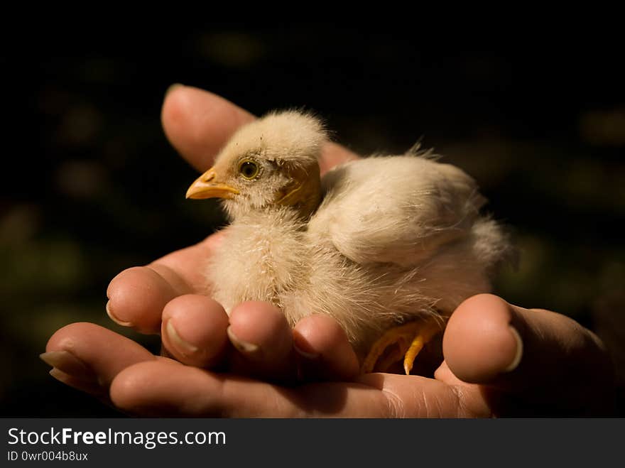 Baby chicken raised organically held in the hand of its keeper. Baby chicken raised organically held in the hand of its keeper