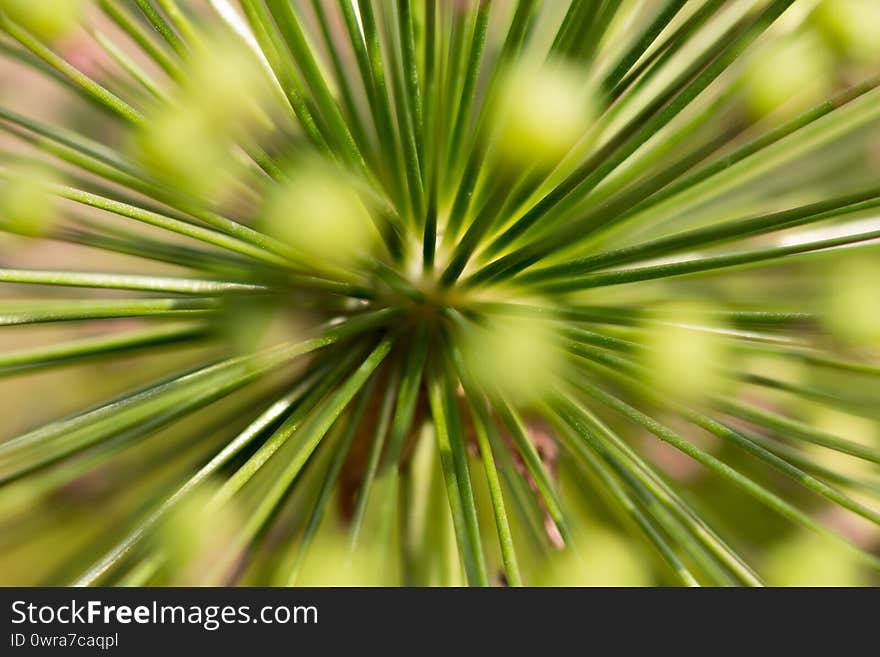 Ornamental onion allium close-up