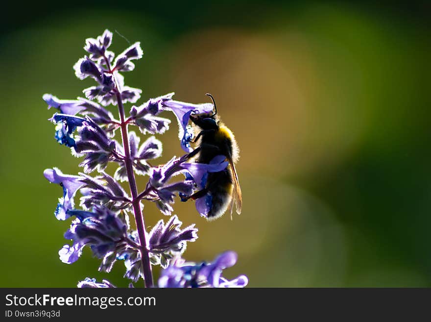 Busy bumblebee pollinating a purple blossom in spring and summer with much copy space and a blurred background shows a clumsy bee insect during dusting and collecting pollen for honey