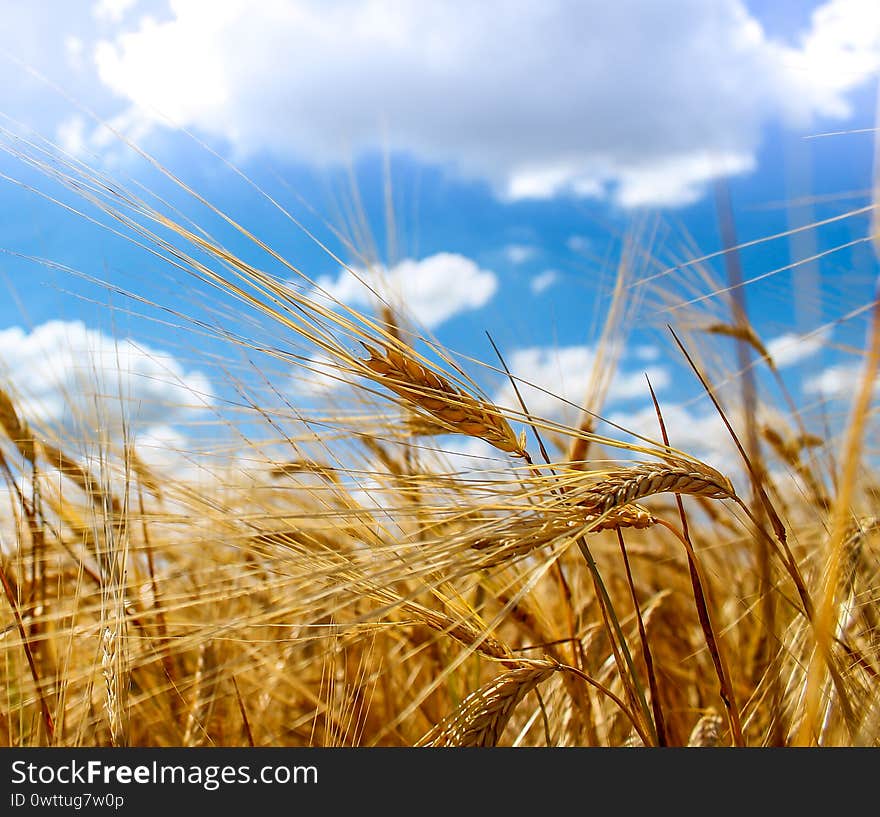 Ripe ears of barley closeup