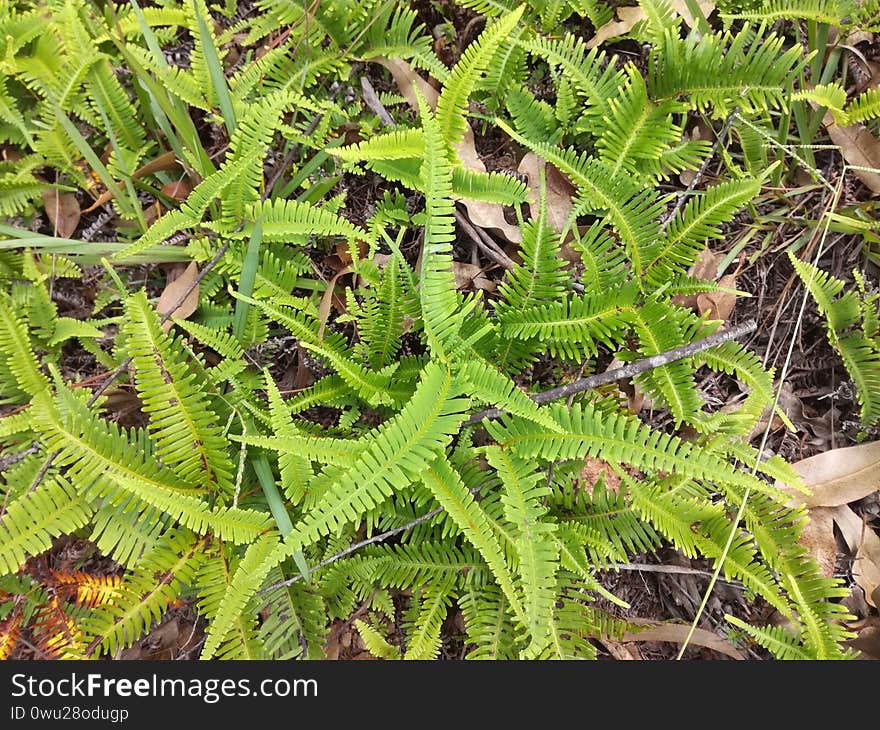 A Beautiful Bush Of Green On A Brown Background..