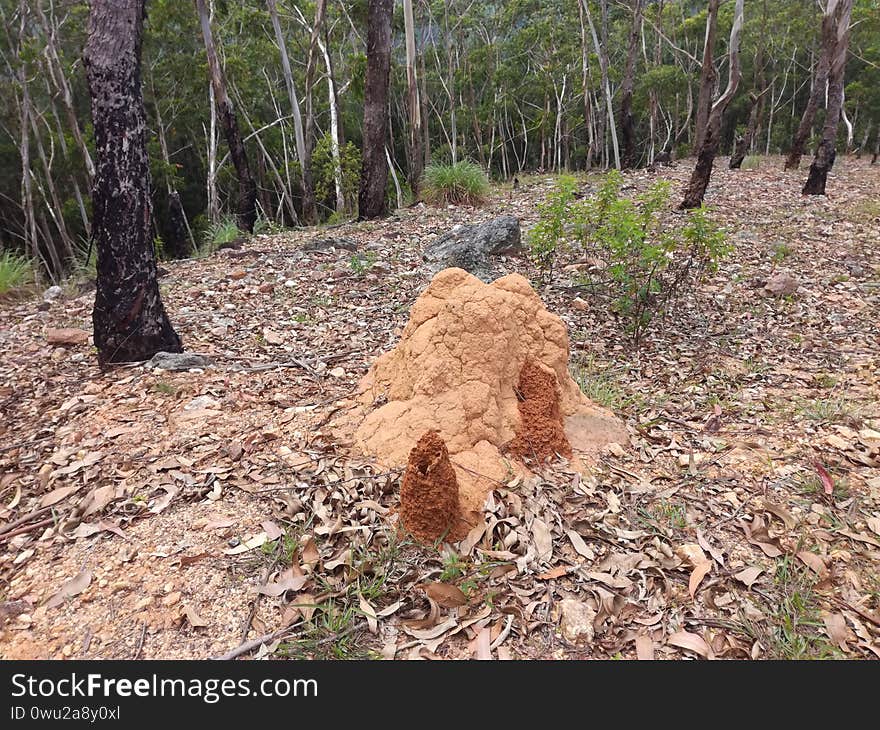 The Ants` House Is Set Against A Brown Background..