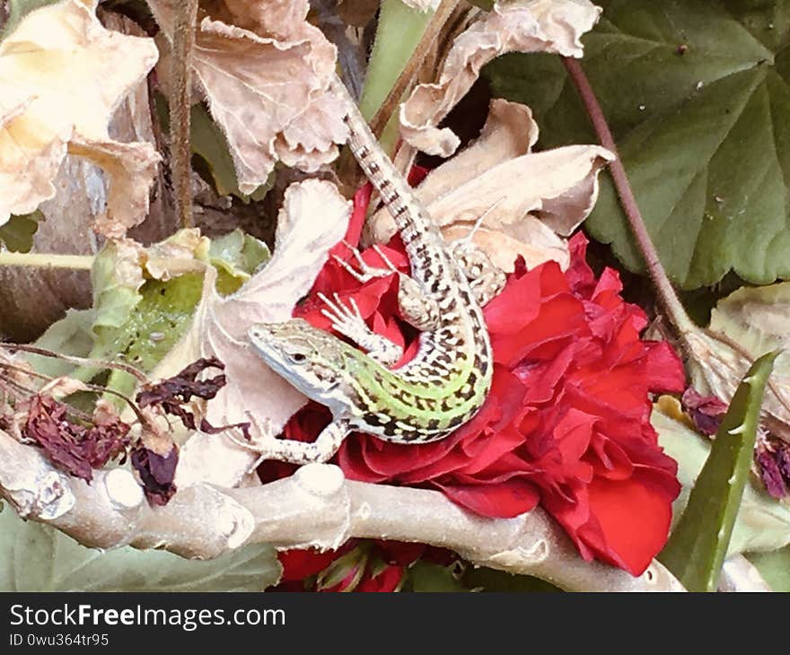 Gecko with a little green skin,and black spots，stopped on the safflower, withered petals and branches，seems to be looking for food. Gecko with a little green skin,and black spots，stopped on the safflower, withered petals and branches，seems to be looking for food