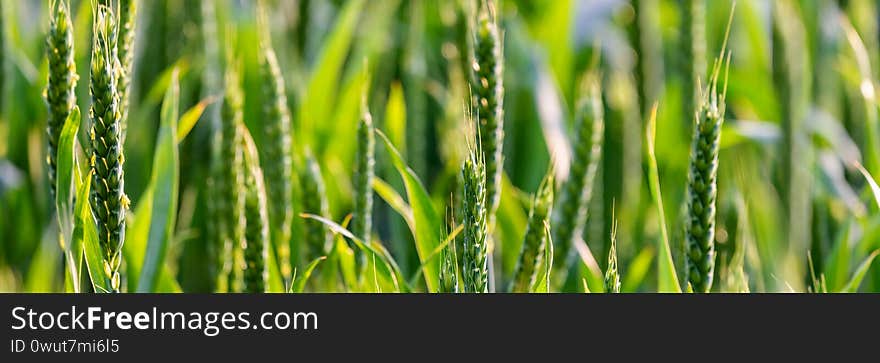 Green wheat in the field. Spring concept