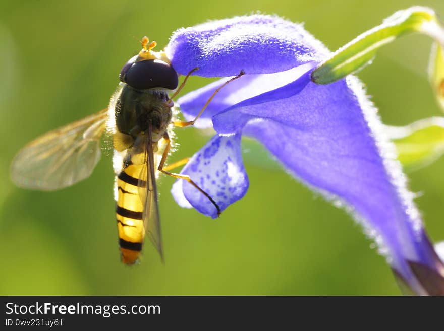 A bee gathering honey