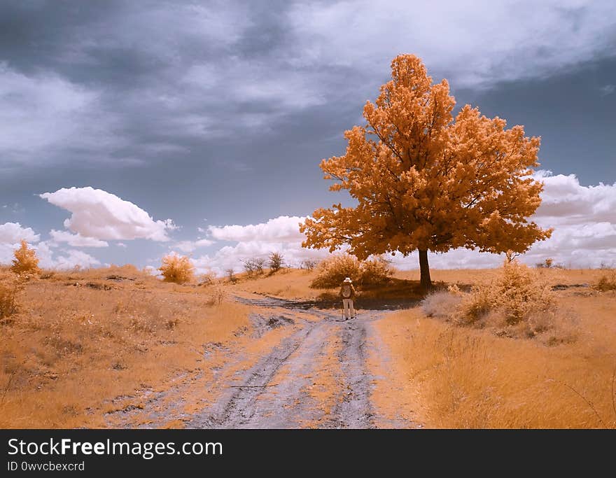 Landscape with road and infrared oak