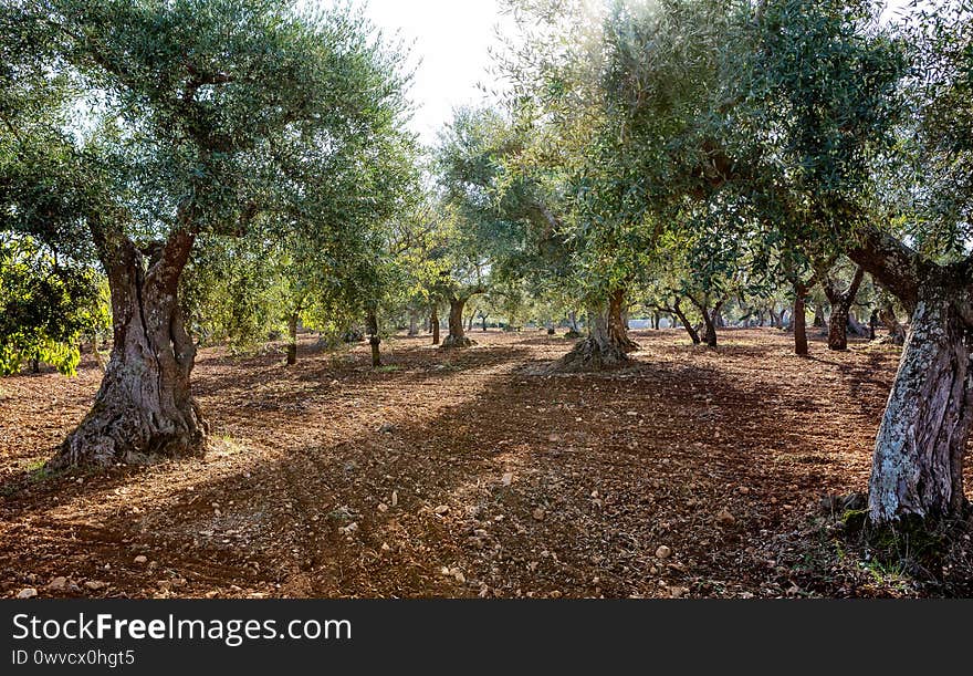 Traditional plantation of olive trees in Puglia Apulia,  Italy