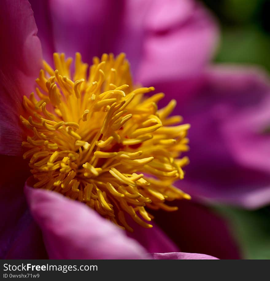 It was photographed in the botanical garden on June 1, 2020. The petals of Paeonia lactiflora are obovate and the disk is light cup-shaped. The flowering period is from May to June. It was photographed in the botanical garden on June 1, 2020. The petals of Paeonia lactiflora are obovate and the disk is light cup-shaped. The flowering period is from May to June.