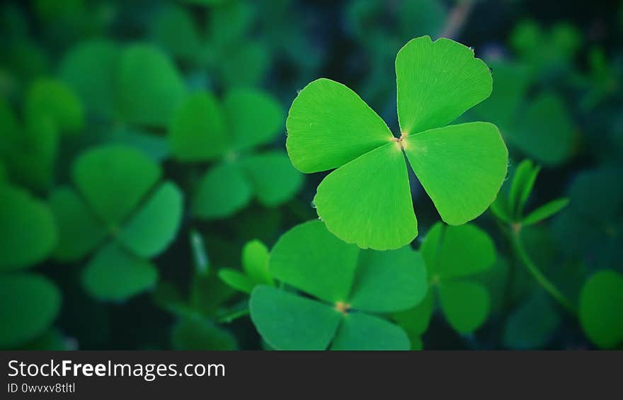 Spring background frame, Green clover leaf isolated for background. with three-leaved shamrock . St. Patrick`s day vacation and holiday symbol.