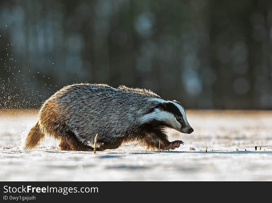 The badger rushes across the snowy plain very quickly to hide. The badger rushes across the snowy plain very quickly to hide