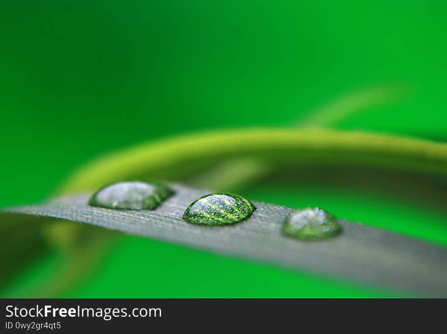 Beautiful three drops of water on green leaf. Beautiful three drops of water on green leaf