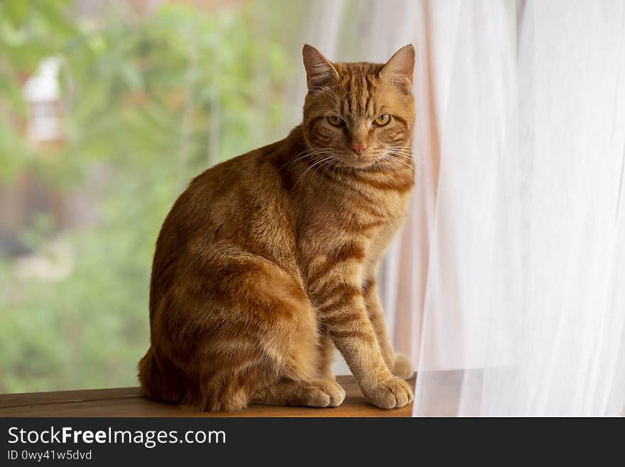 A red cat sits on a summer porch