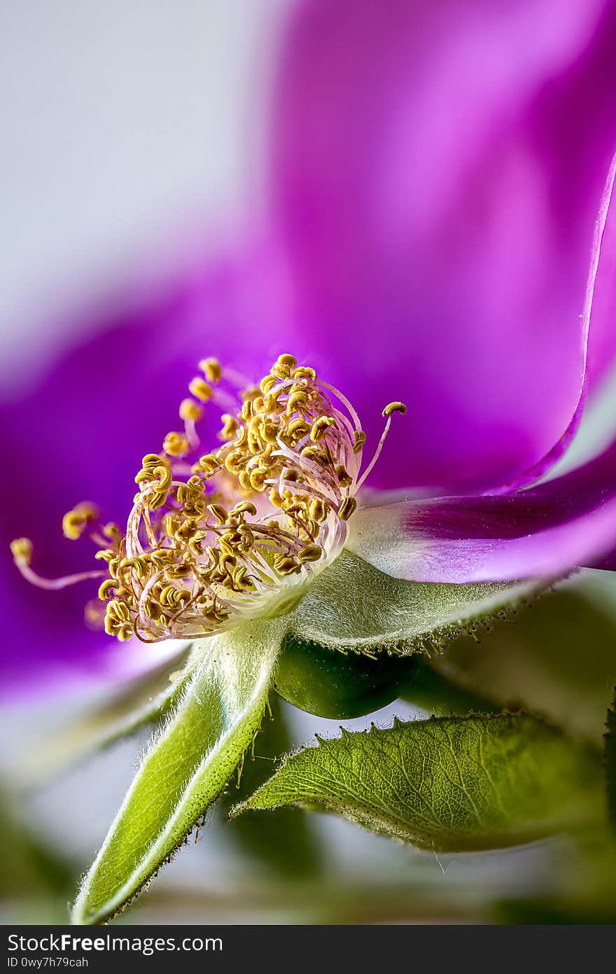 Japanese rose, Rosa rugosa, overblown, close-up