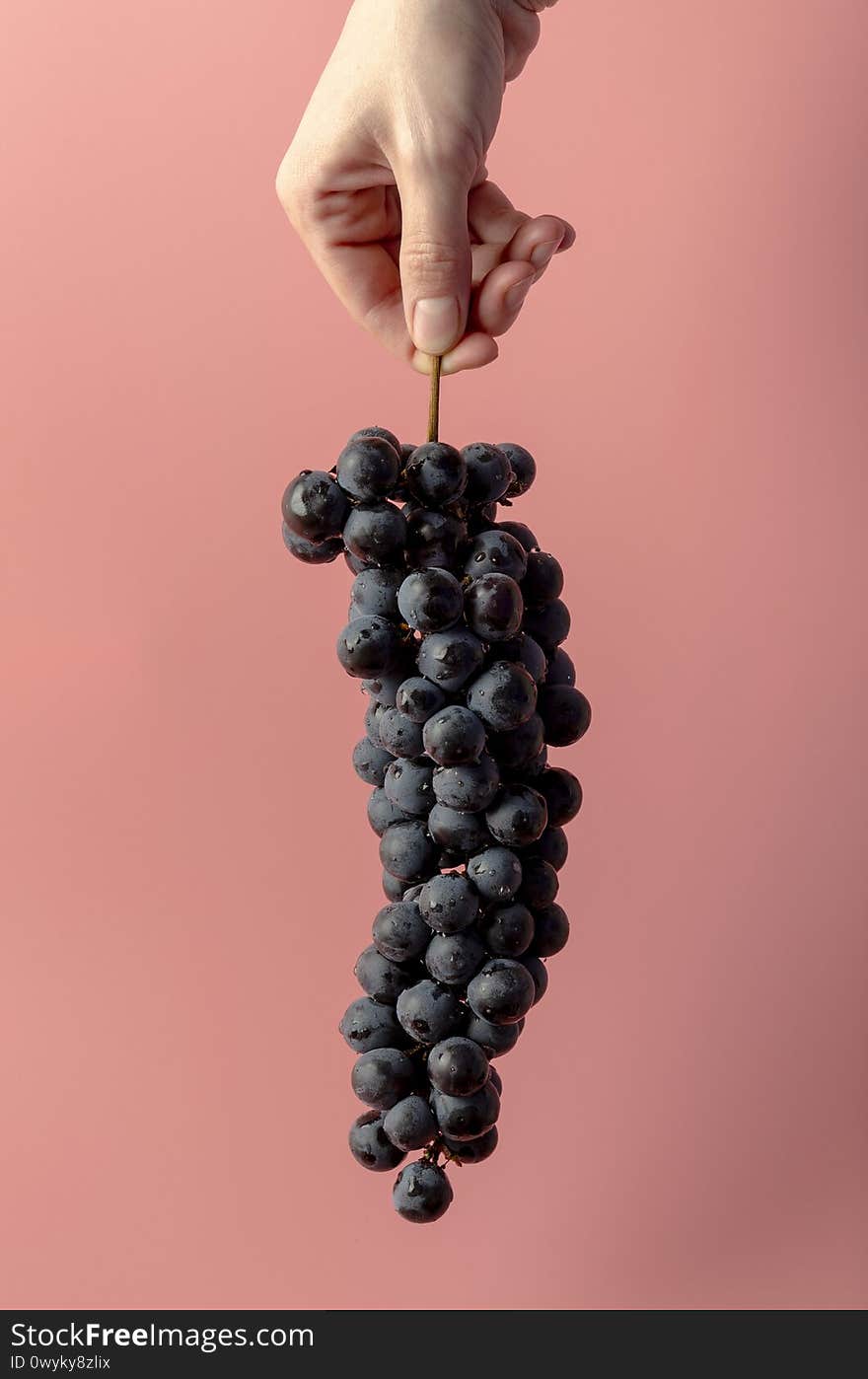 Bunch of grapes in hands, composition of a bunch of grapes in hand, on a pink background, blue grapes