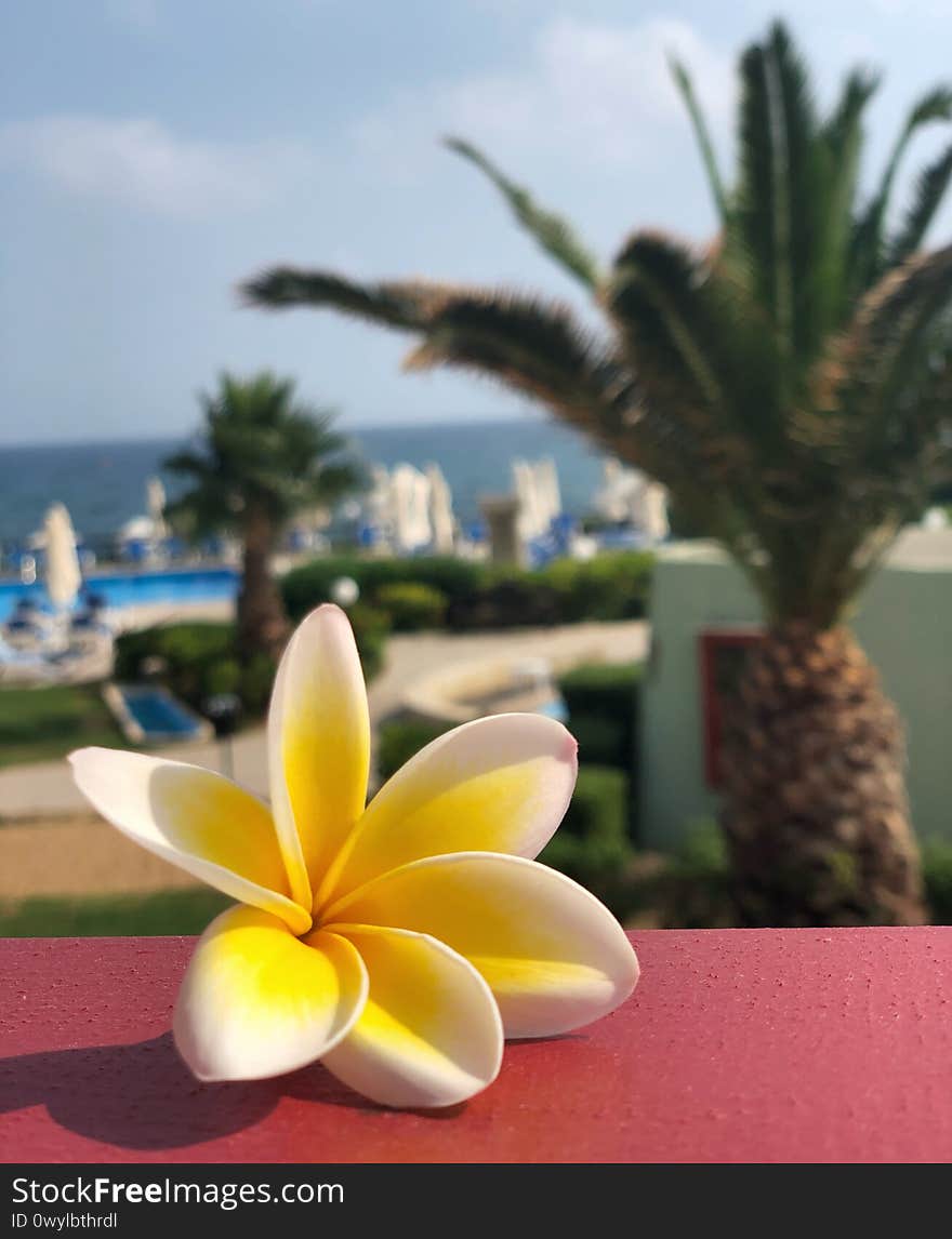 Beautiful frangipani flower on a red handrail on a background of pool, sea, palm trees