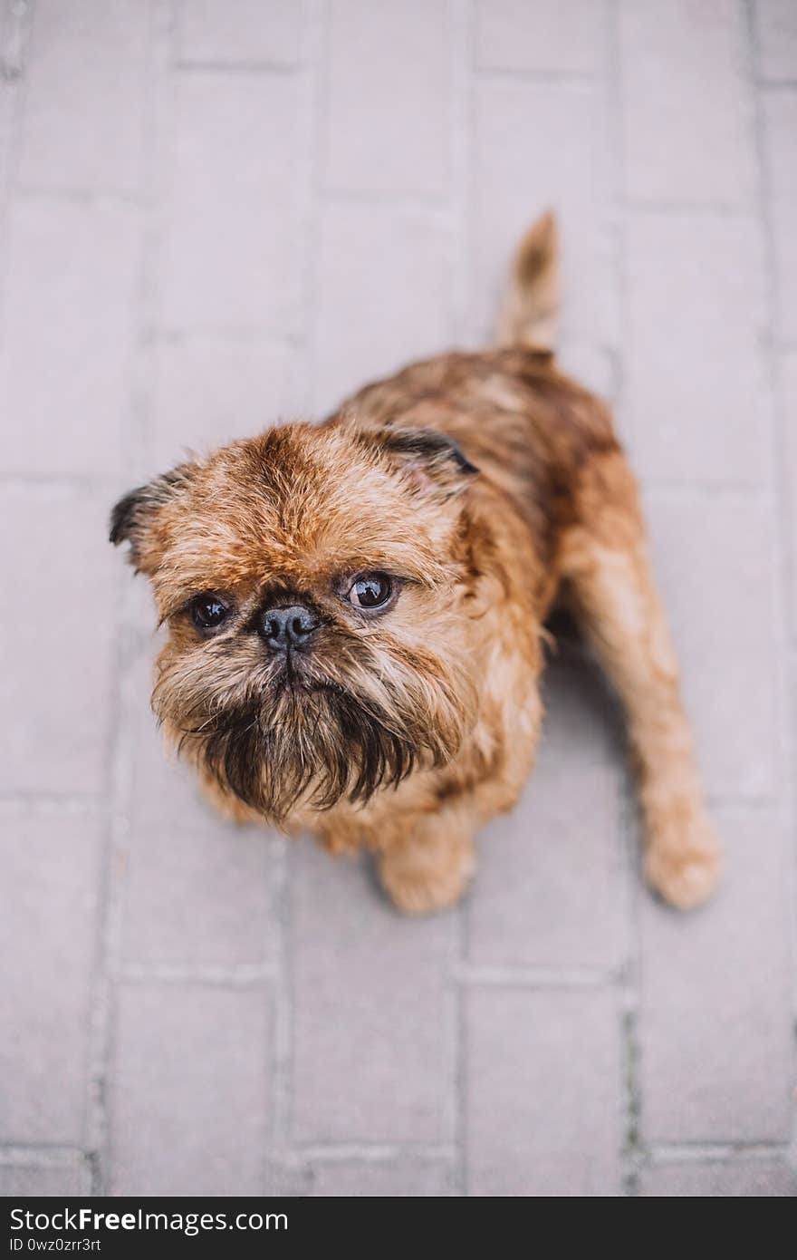 Beautiful Brussels Griffon is sitting on the road in the park